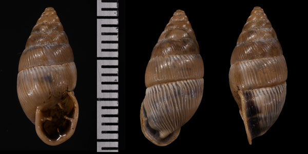 コガタアラハダマイマイ (仮称) Cyclodontina sp. small