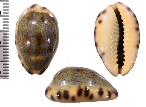 パリダクロダカラ (仮称) Melicerona felina felina f. pallidaeformis small