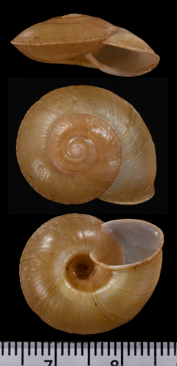 ナモロカカドバリマイマイ (仮称) Ampelita namerokoensis small