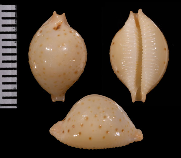 リエナールチドリダカラ (仮称) Pustularia cicercula tricornis var. lienardi small
