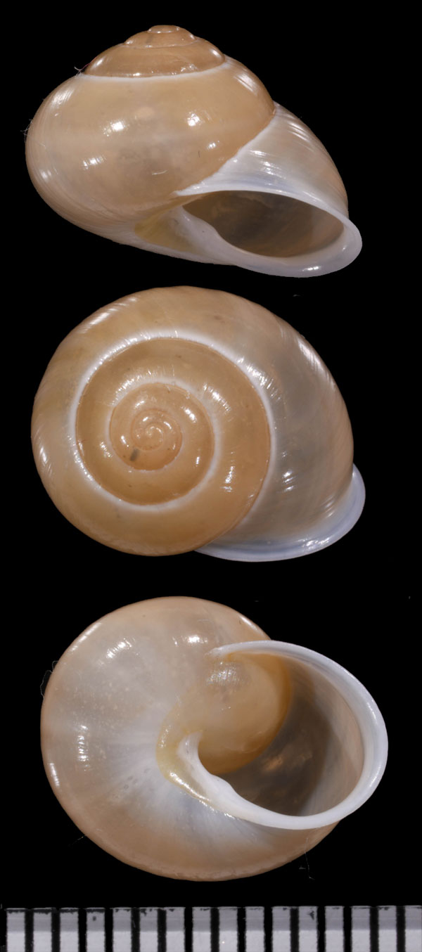 イシダタミキヌメマイマイ (仮称) Plagioptycha monodonta small