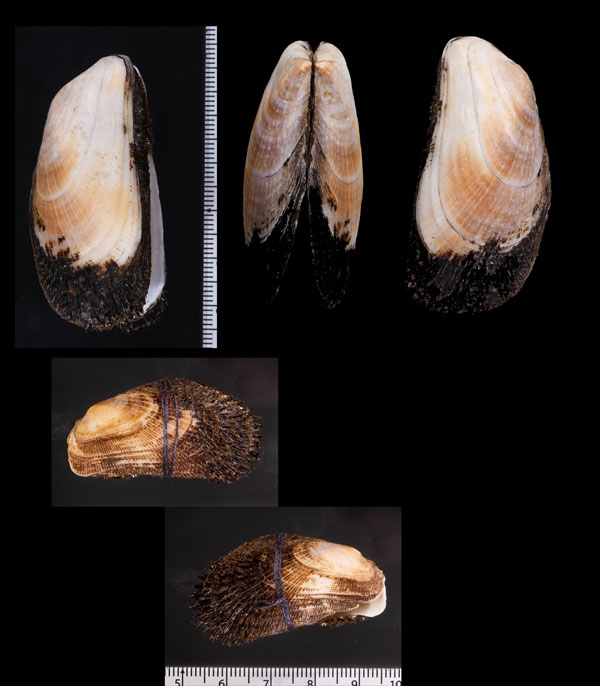 ミナミカリガネエガイ Barbatia obliquata small