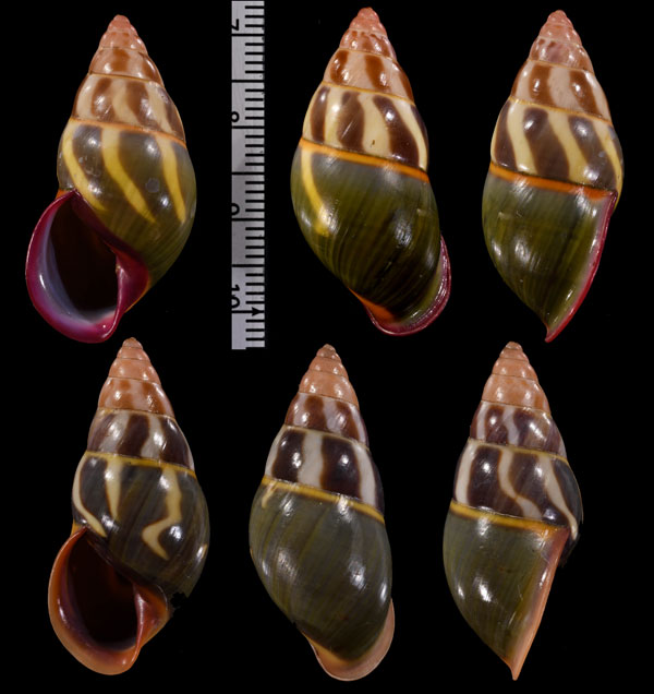 ゴールドバーグマレーマイマイ (仮称) Amphidromus goldbergi small
