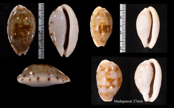 ナタールアリスンエダカラ (仮称) Talostolida pellucens natalensis small