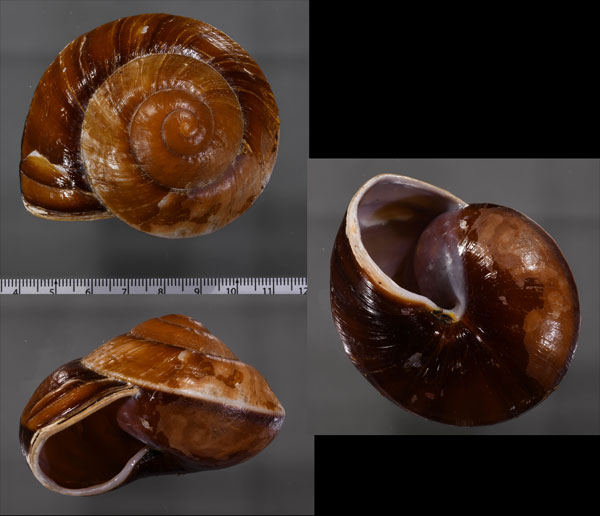 カドヒダリマキオオカサマイマイ Bertia brookei small