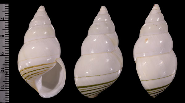 マテクンベイトヒキマイマイ Liguus fasciatus matecumbensis small