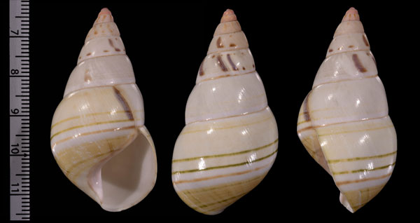 ダテイトヒキマイマイ Liguus fasciatus delicatus small