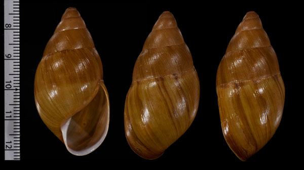 キヌメナガマイマイ 未詳 Thaumastus sp. small