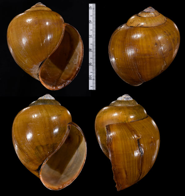 タニシモドキ Pila polita small