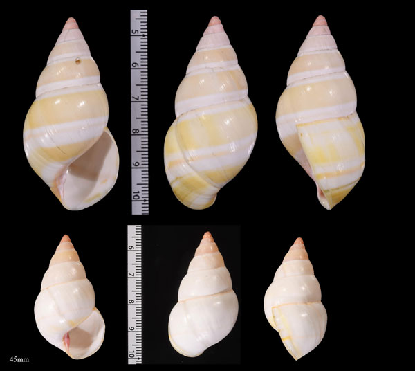 ウスベニイトヒキマイマイ Liguus fasciatus roseatus small