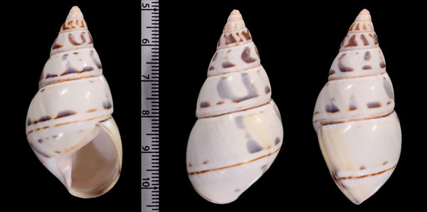 ハチマキイトヒキマイマイ Liguus fasciatus graphicus small