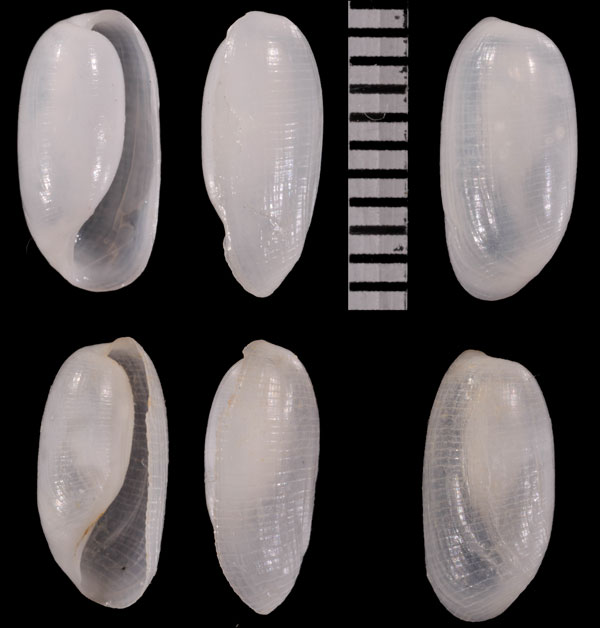 トウマキカイコガイダマシ 籐巻蚕貝欺 Liloa mongii small