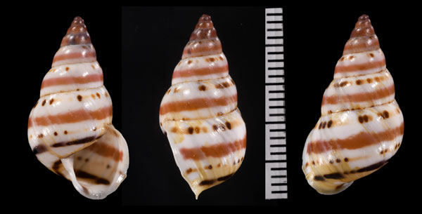 カーニバルトウガタマイマイ (仮称) Leiostracus carnavalescus small
