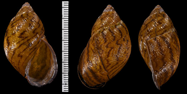 ラベンナツメマイマイ (仮称) Plekocheilus loveni small