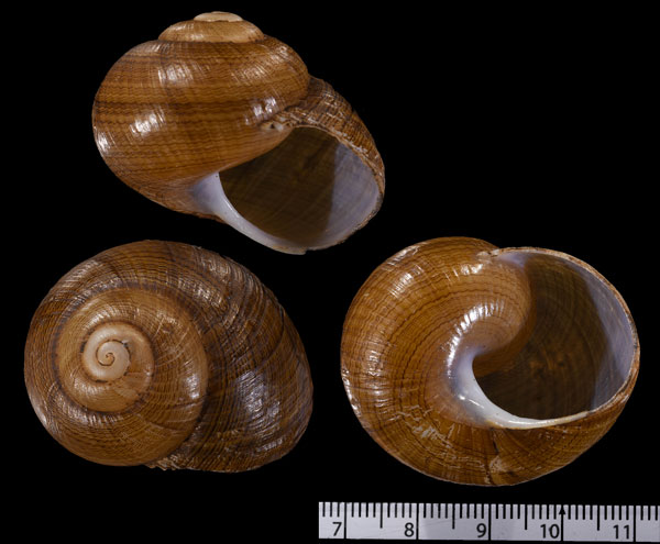 ハイチクロシワクチマイマイ (仮称) Eurycratera dilatata small