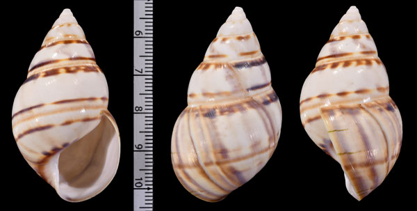 フロリダイトヒキマイマイ Liguus fasciatus floridanus small