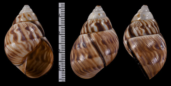 チュウベイサラサマイマイ (仮称) Orthalicus princeps deceptor small