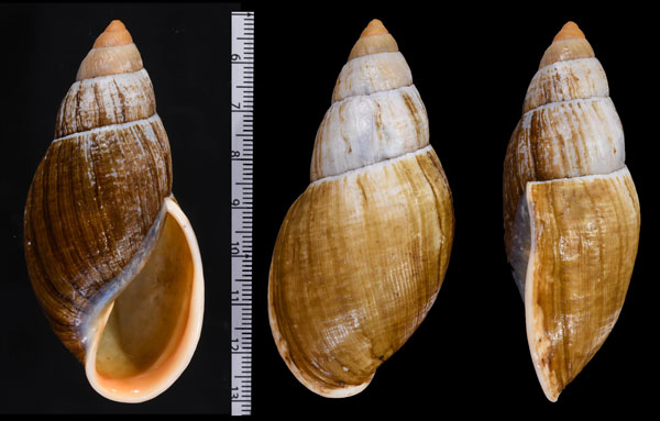 ピニコラチブサアカネマイマイ Placostylus fibratus pinicola small