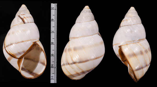 フロリダサラサマイマイ Orthalicus floridensis small