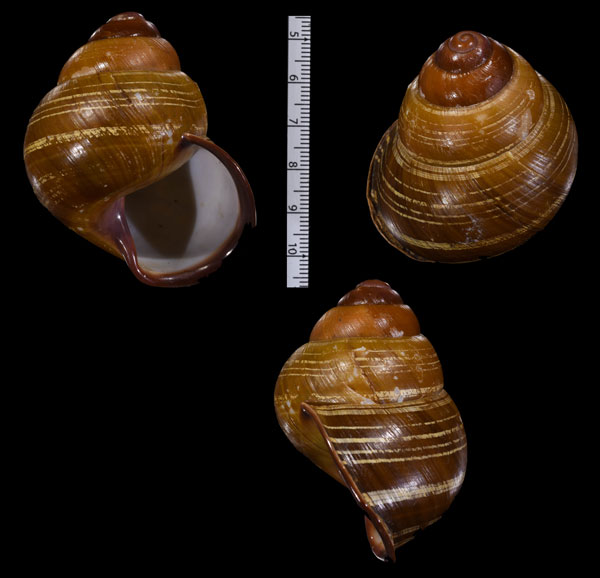 スラミドリゴシキマイマイ Helicostyla turbinoides sulana small