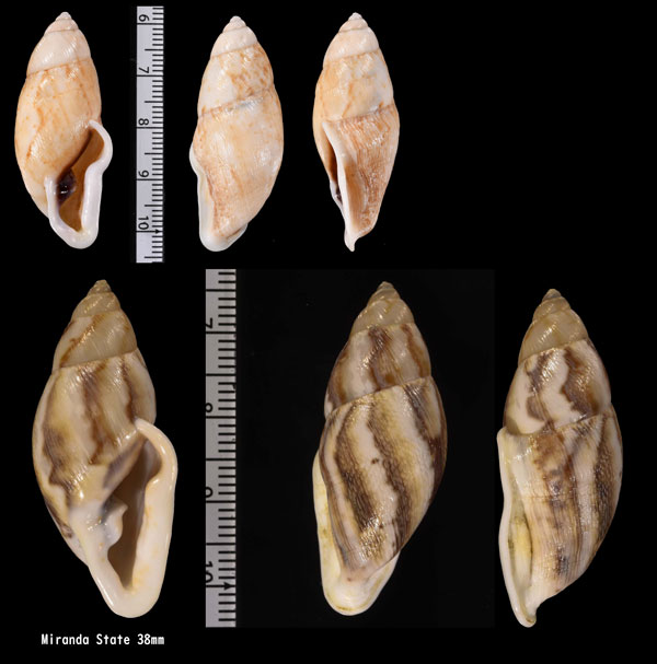 ネジレナツメマイマイ Eudolichotis distorta small