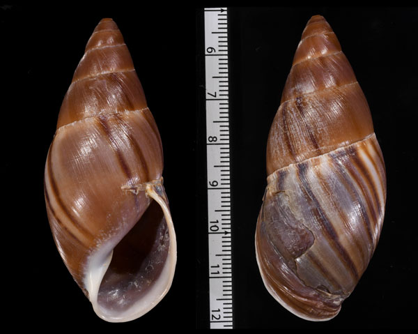タウナイシナガマイマイ (仮称) Thaumastus taunaisii small