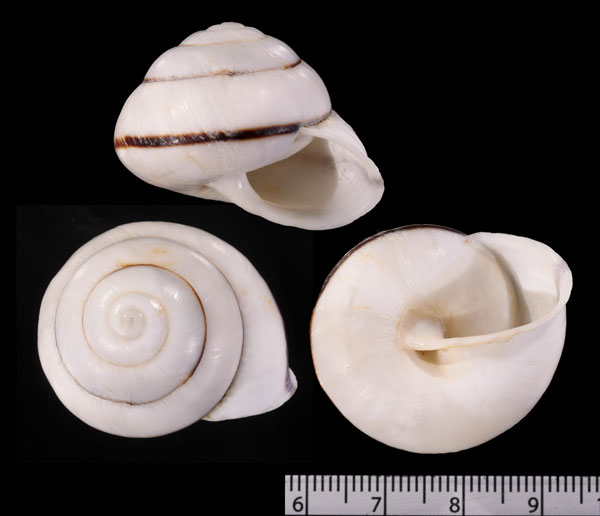 チュオンマイマイ (仮称) Camaena chuongi small
