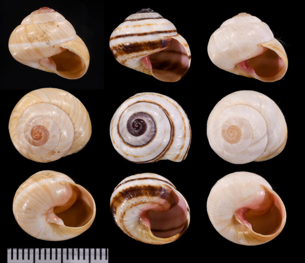 ガロパボニスミスジコダママイマイ (仮称) Hemitrochus gallopavonis small