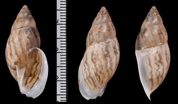 リベイロミカンマイマイ (仮称) cf. Neopetraeus ribeiroi small