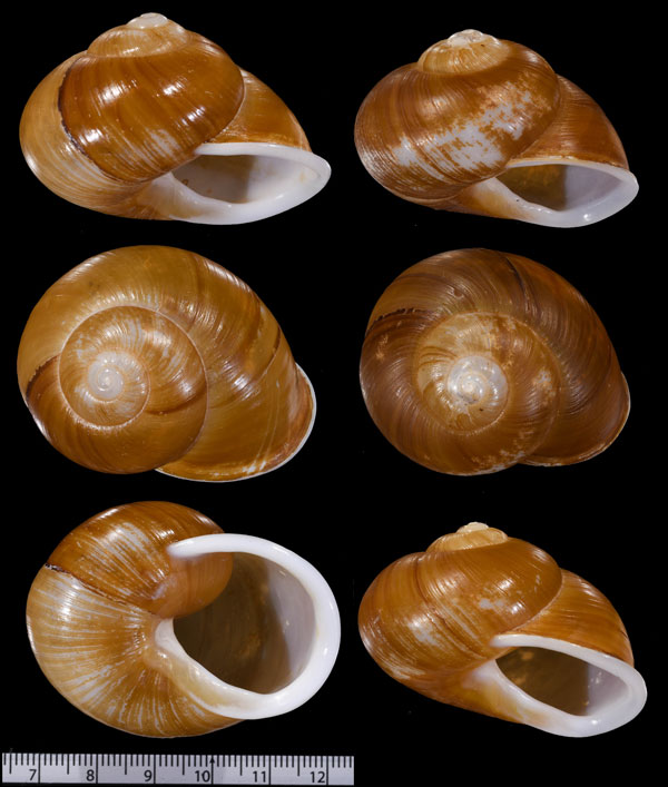 フクレグアネアツクチマイマイ (仮称) Zachrysia guanensis leucozoa small