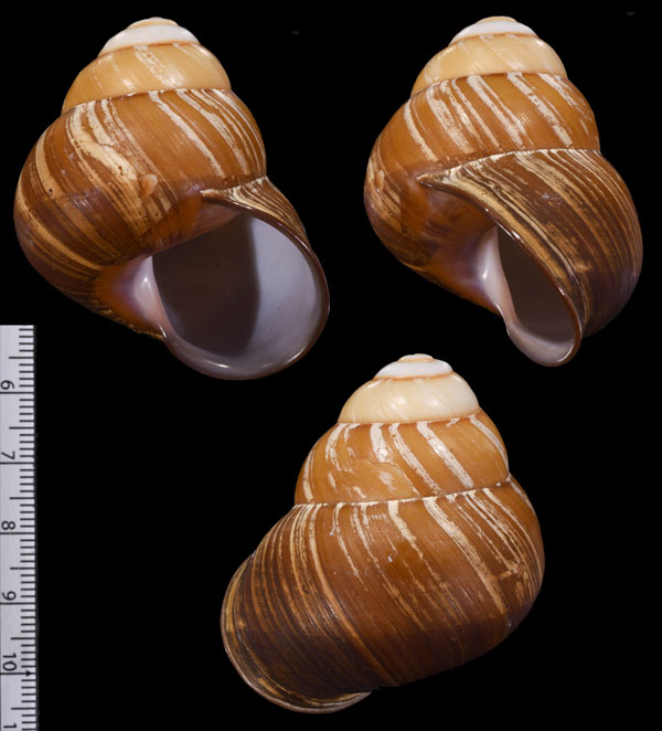 チカオゴシキマイマイ Helicostyla ticaonica small