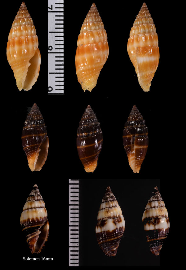 クロオトメフデ Pusia microzonias small