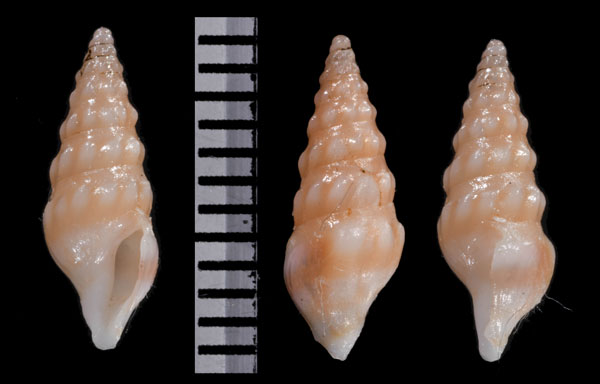 シノノメモミジボラ近似 未詳 Splendrillia sp. small