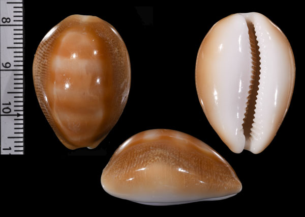 オキナワダカラ Lyncina schilderorum small