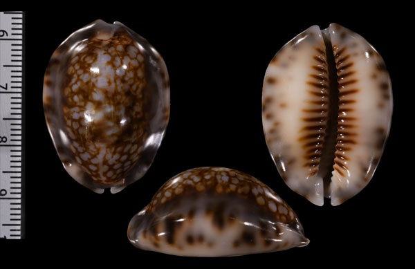 ヒメヤクシマダカラのインド洋の型 Mauritia depressa dispersa small