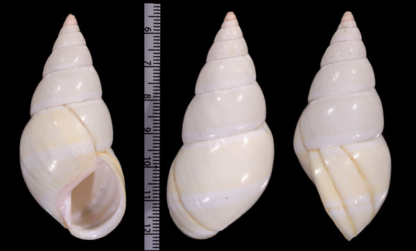ドリアスイトヒキマイマイ Liguus fasciatus dryas small