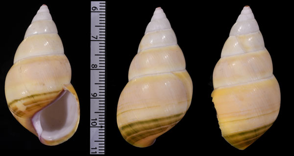 ベニハダイトヒキマイマイ Liguus fasciatus ornatus small