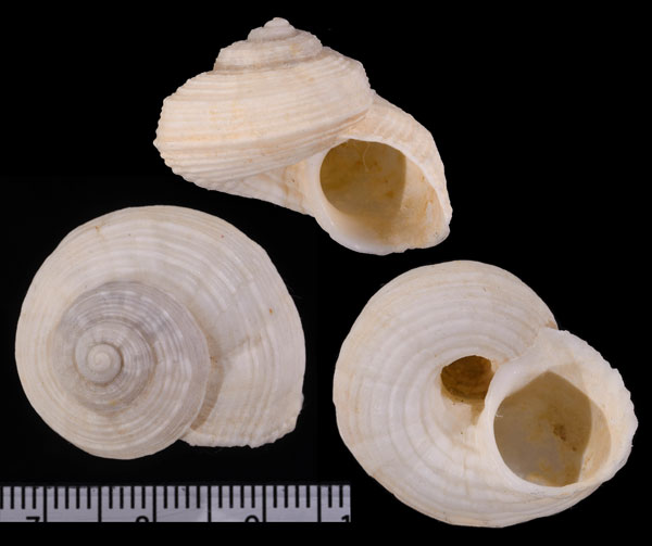 カドアラスジヤマタマキビ Tropidophora articulata small