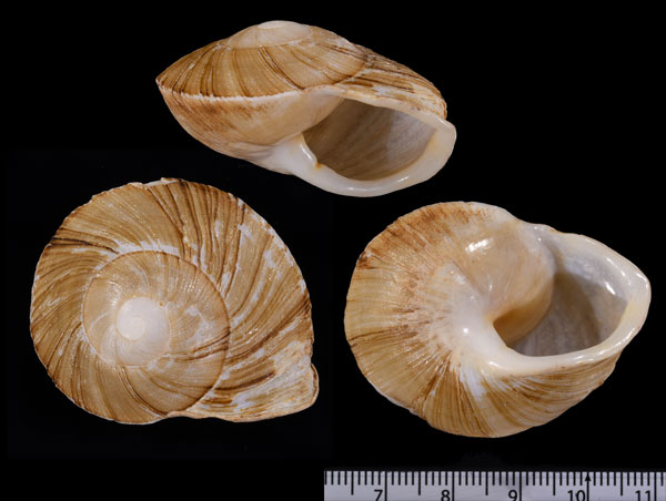 ハイチカタカドマイマイ (仮称) Polydontes obliteratus small