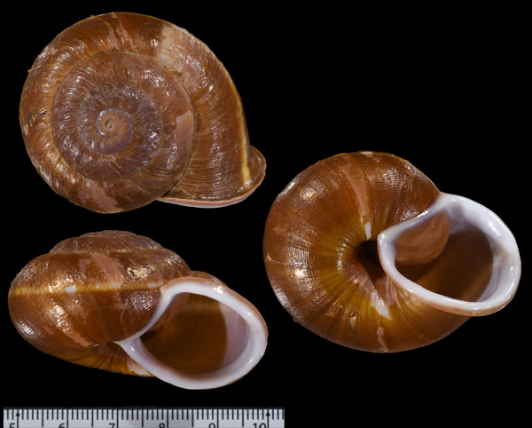 カザリマルセンベイマイマイ Camaena quoyi small
