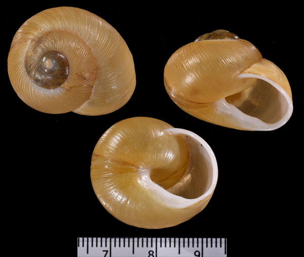 ノシビリスアツクチマイマイ (仮称) Zachrysia auricoma noscibilis small