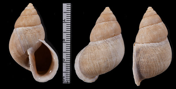 チレテシモブクレマイマイの一型 Scutalus chiletensis granulatus small