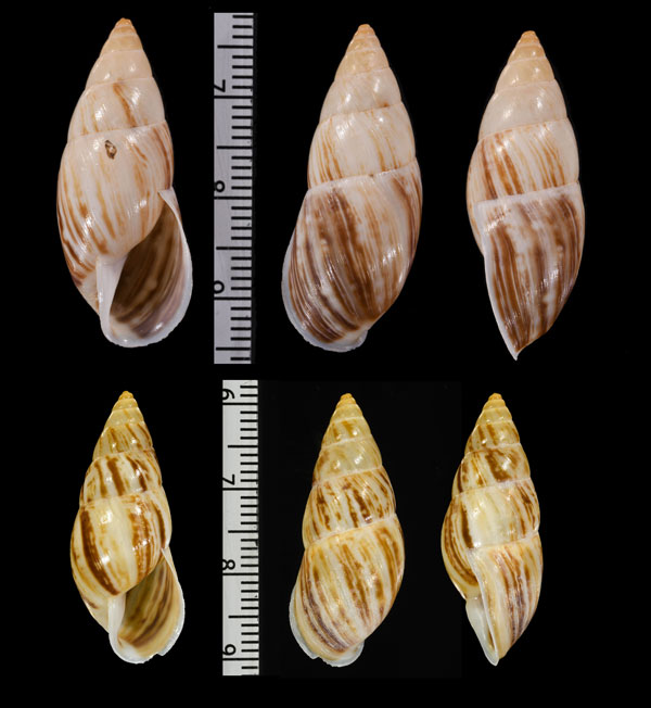 バリアンスヤナギシボリマイマイ (仮称) Drymaeus vexillum varians small