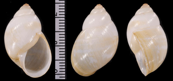 フクレシロミトウガタマイマイ (仮称) Rabdotus sufflatus small
