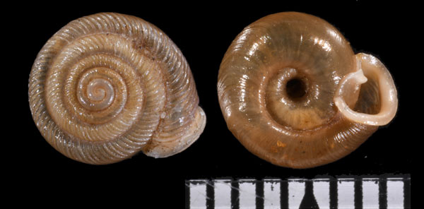 ロウイロナナエマイマイ Polygyra cereolus small