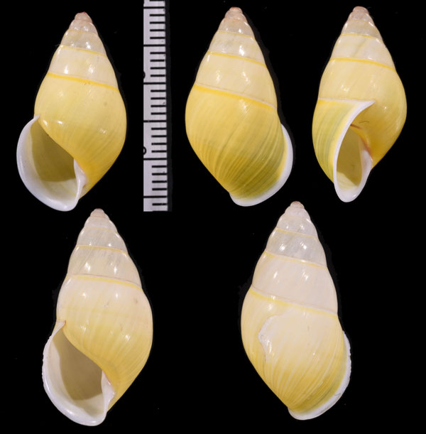 セッツェルマレーマイマイ (仮称) Amphidromus setzeri small