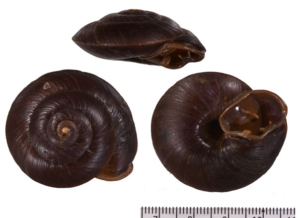 レイモンドオニグチマイマイ (仮称) Labyrinthus raimondii small
