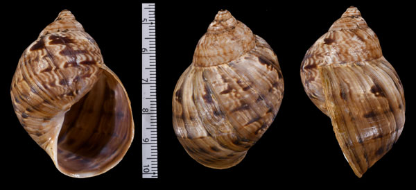 モヨバンバオドリコマイマイ (仮称) Sultana meobambensis small