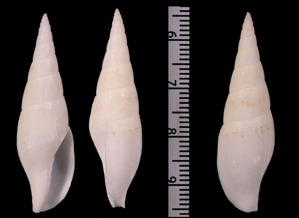 トガリフデ (フカミフデ) Mitra triplicata small