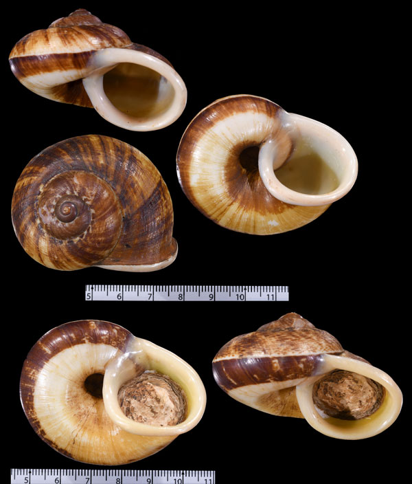 ソンマイヤマタニシ Cyclophorus songmaensis small